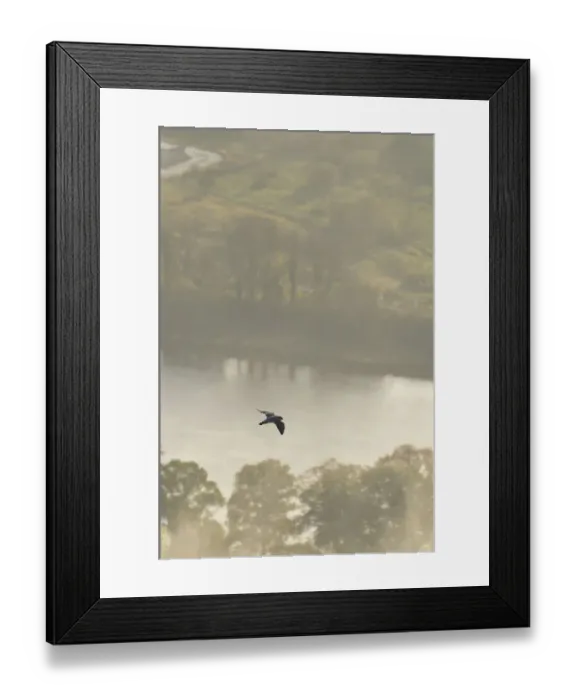 Framed Print : Peregrine Falcon (Falco peregrinus) in flight over the River Tay. Kinnoull Hill Woodland Park Framed Print : Peregrine Falcon (Falco peregrinus) in flight over the River Tay. Kinnoull Hill Woodland Park