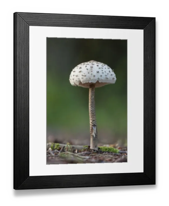 Framed Print : Parasol Mushroom (Macrolepiota procera) fruiting body. Bolderwood, New Forest National Park Framed Print : Parasol Mushroom (Macrolepiota procera) fruiting body. Bolderwood, New Forest National Park