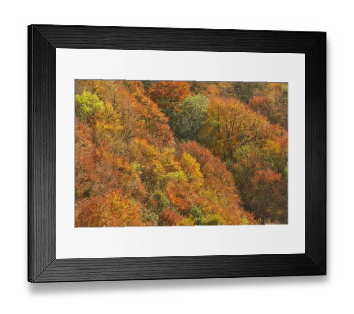 Framed Print : Mixed woodland of ash alder, oak beech in autumn colours. Kinnoull Hill Woodland Park Framed Print : Mixed woodland of ash alder, oak beech in autumn colours. Kinnoull Hill Woodland Park
