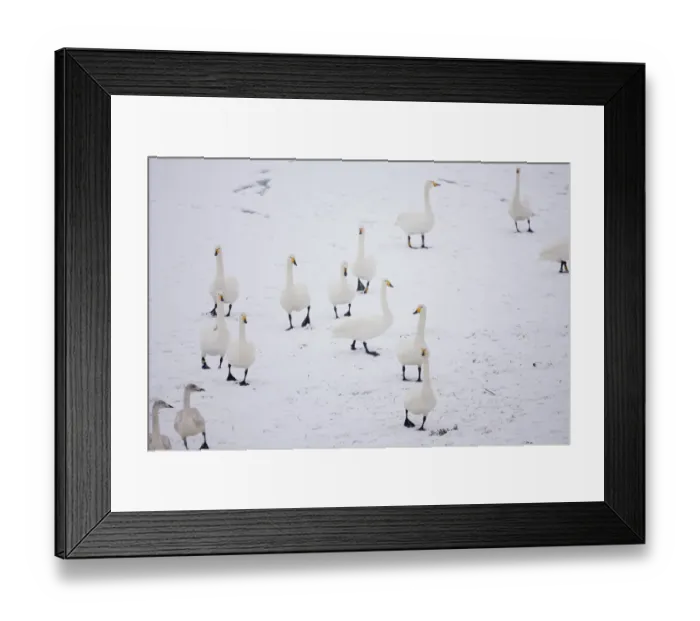 Framed Print : Whooper Swans (Cygnus cygnus) on snow, Caerlaverock WWT, Scotland, Solway, UK, January Framed Print : Whooper Swans (Cygnus cygnus) on snow, Caerlaverock WWT, Scotland, Solway, UK, January