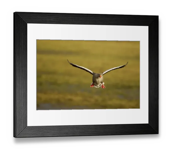 Framed Print : Greylag Goose (Anser anser) in flight, Caerlaverock WWT, Scotland, Solway, UK, January Framed Print : Greylag Goose (Anser anser) in flight, Caerlaverock WWT, Scotland, Solway, UK, January