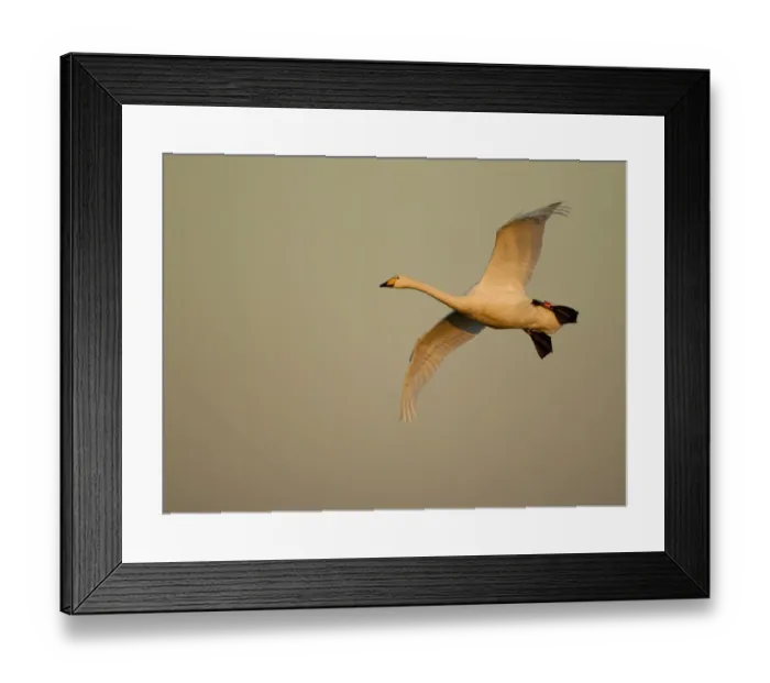 Framed Print : Whooper Swan (Cygnus cygnus) in flight. Caerlaverock WWT, Scotland, Solway, UK, January Framed Print : Whooper Swan (Cygnus cygnus) in flight. Caerlaverock WWT, Scotland, Solway, UK, January