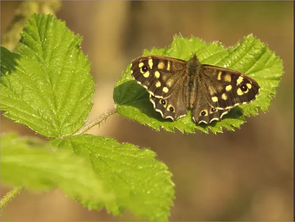 Speckled wood butterfly (Pararge aegeria) on Bramble (Rubus fructicosus) leaves, Gamlingay Wood