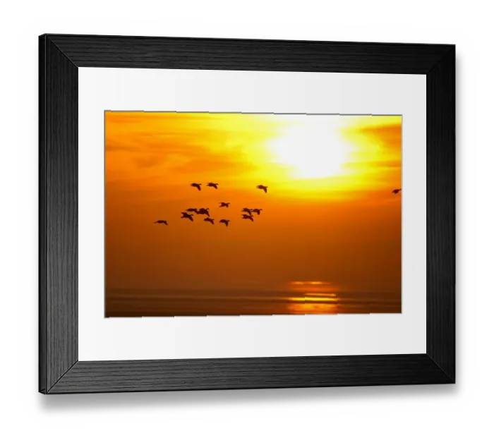 Framed Print : Barnacle Geese (Branta leucopsis) in flight at sunset, Caerlaverock WWT, Scotland Framed Print : Barnacle Geese (Branta leucopsis) in flight at sunset, Caerlaverock WWT, Scotland