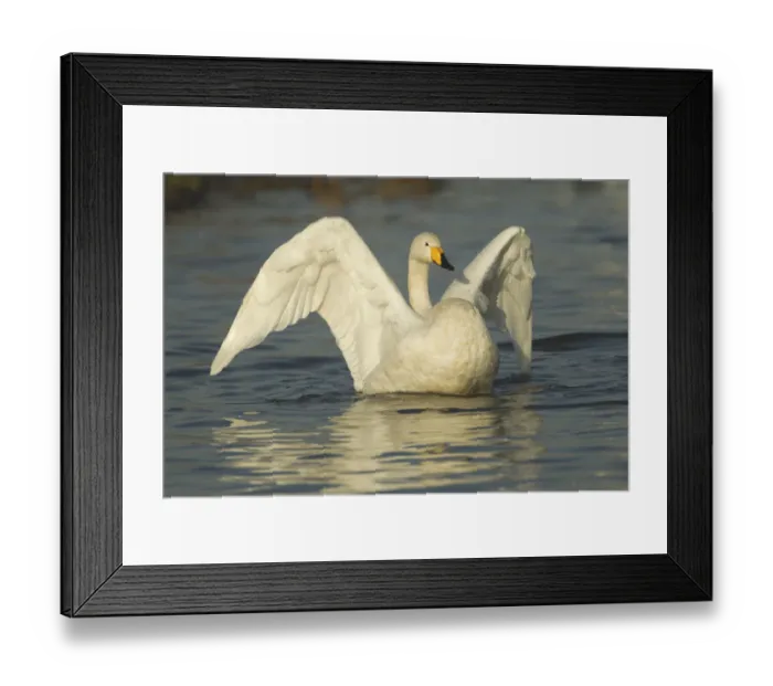 Framed Print : Whooper Swan (Cygnus cygnus) stretching its wings on water. Caerlaverock WWT, Scotland Framed Print : Whooper Swan (Cygnus cygnus) stretching its wings on water. Caerlaverock WWT, Scotland