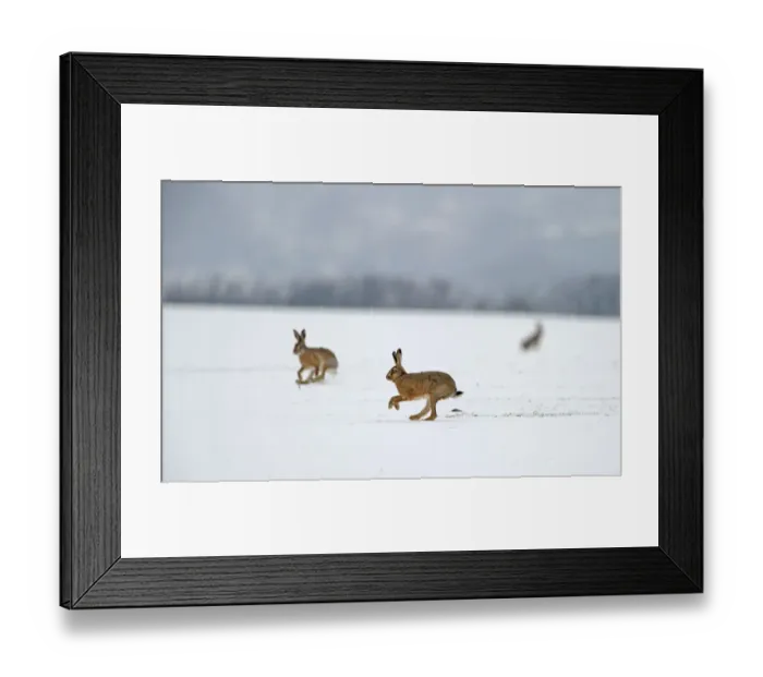 Framed Print : European hares (Lepus europaeus) running on snow covered arable field, Norfolk, England Framed Print : European hares (Lepus europaeus) running on snow covered arable field, Norfolk, England
