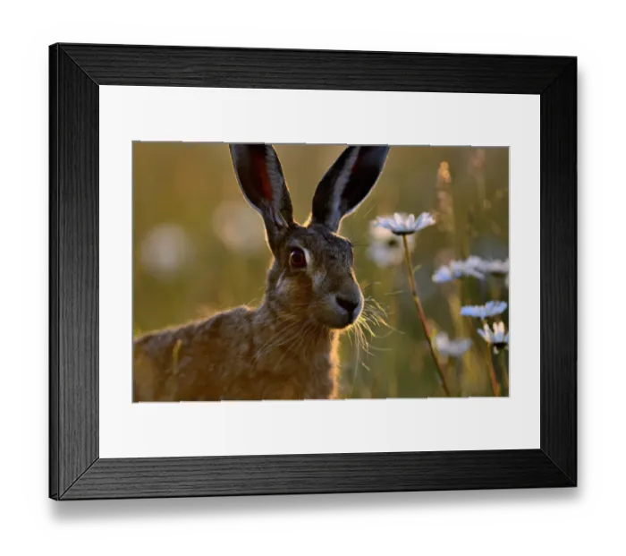 Framed Print : European hare (Lepus europaeus) with Ox-eye daisies (Leucanthemum vulgare), Norfolk Framed Print : European hare (Lepus europaeus) with Ox-eye daisies (Leucanthemum vulgare), Norfolk