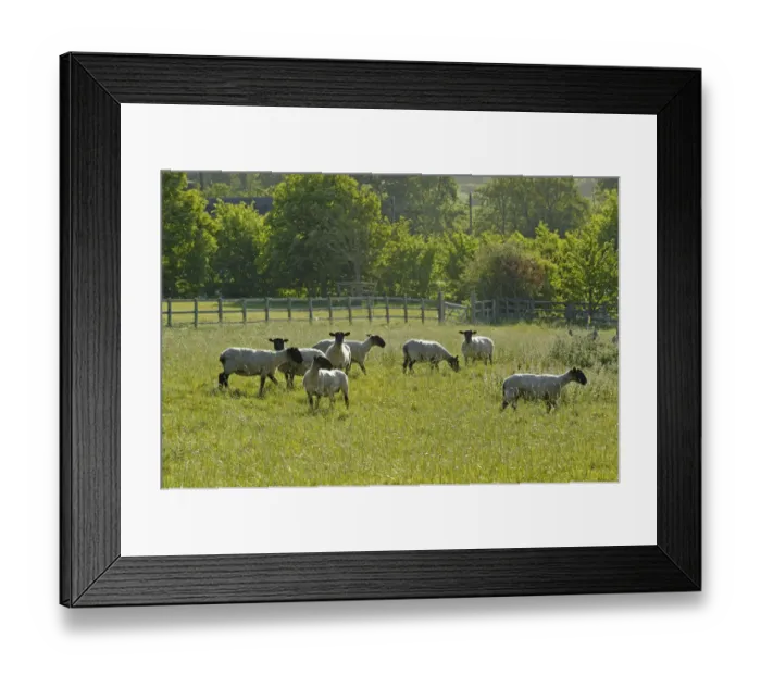 Framed Print : Flock of newly clipped Domesitc sheep grazing in pasture at RSPBs Hope Farm