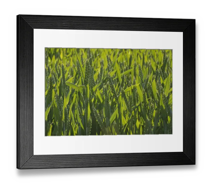 Framed Print : Winter Wheat crop (Triticum aestivum) grown at RSPBs Hope Farm, Cambridgeshire Framed Print : Winter Wheat crop (Triticum aestivum) grown at RSPBs Hope Farm, Cambridgeshire