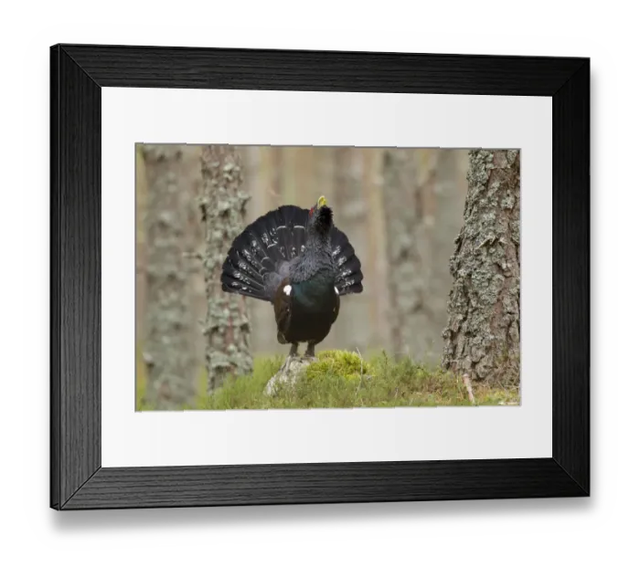 Framed Print : Capercaillie (Tetrao urogallus) adult male displaying in pine forest. Cairngorms National Park Framed Print : Capercaillie (Tetrao urogallus) adult male displaying in pine forest. Cairngorms National Park