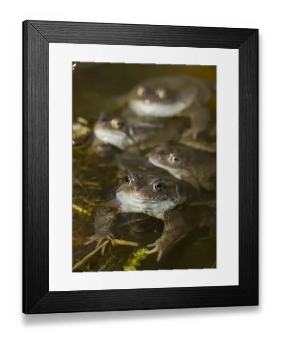 Framed Print : Common frogs (Rana temporaria) spawning in garden pond, Warwickshire, England, UK, March Framed Print : Common frogs (Rana temporaria) spawning in garden pond, Warwickshire, England, UK, March