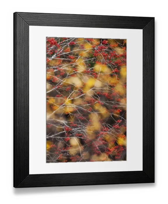 Framed Print : Rowan Tree (Sorbus aucuparia) covered in berries seen through autumn leaves Framed Print : Rowan Tree (Sorbus aucuparia) covered in berries seen through autumn leaves