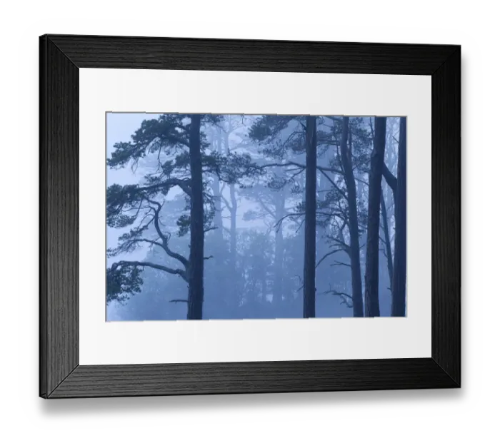 Framed Print : Abernethy Forest NNR in dawn mist. Cairngorms National Park, Scotland, UK, June 2011 Framed Print : Abernethy Forest NNR in dawn mist. Cairngorms National Park, Scotland, UK, June 2011