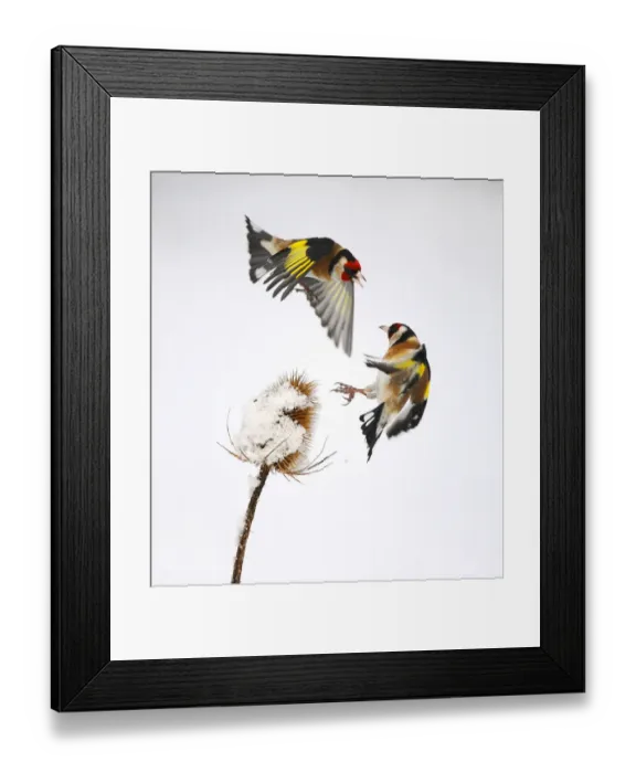 Framed Print : Goldfinches (Carduelis carduelis) squabbling over teasel seeds in winter. Hope Farm RSPB reserve Framed Print : Goldfinches (Carduelis carduelis) squabbling over teasel seeds in winter. Hope Farm RSPB reserve