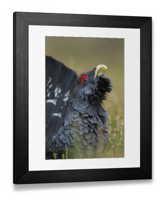 Framed Print : Capercaillie (Tetrao urogallus) male displaying. Cairngorms National Park, Scotland Framed Print : Capercaillie (Tetrao urogallus) male displaying. Cairngorms National Park, Scotland