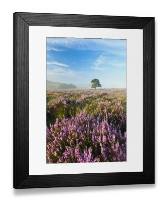 Framed Print : View over New Forest heathland with Ling (Calluna vulgaris) and Bell Heather (Erica cinerea) Framed Print : View over New Forest heathland with Ling (Calluna vulgaris) and Bell Heather (Erica cinerea)