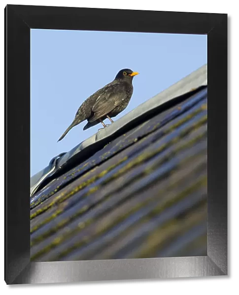 Male Blackbird (Turdus merula) perched on old barn roof, Inverness-shire, Scotland
