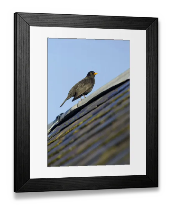 Framed Print : Male Blackbird (Turdus merula) perched on old barn roof, Inverness-shire, Scotland Framed Print : Male Blackbird (Turdus merula) perched on old barn roof, Inverness-shire, Scotland