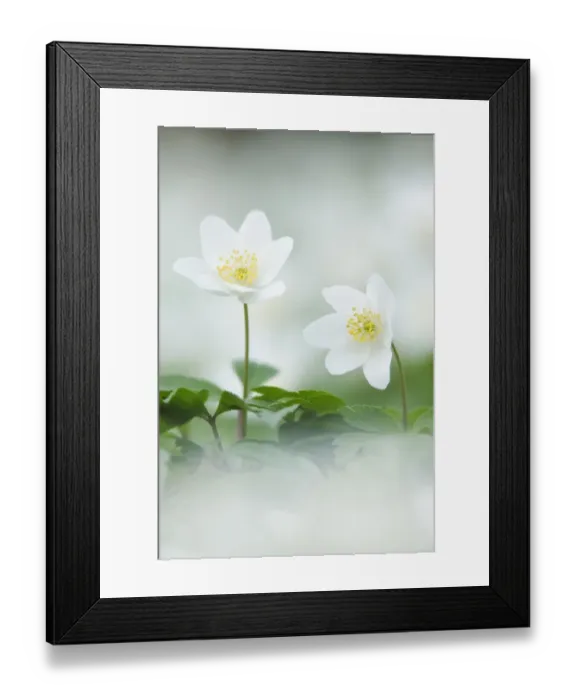 Framed Print : Wood Anemone (Anemone nemorosa) in flower. Powerstock Common Nature Reserve, Dorset Framed Print : Wood Anemone (Anemone nemorosa) in flower. Powerstock Common Nature Reserve, Dorset