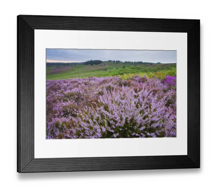 Framed Print : View over New Forest heathland Ling (Erica cinerea) and Bell Heather (Erica cinerea) Framed Print : View over New Forest heathland Ling (Erica cinerea) and Bell Heather (Erica cinerea)