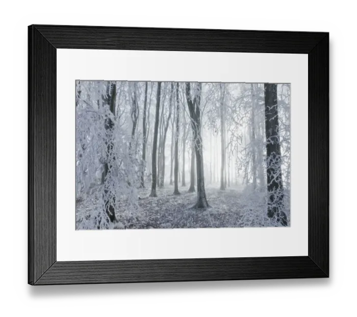 Framed Print : Beech (Fagus sylvatica) woodland in hoar frost and winter mist. West Woods, Compton Abbas Framed Print : Beech (Fagus sylvatica) woodland in hoar frost and winter mist. West Woods, Compton Abbas