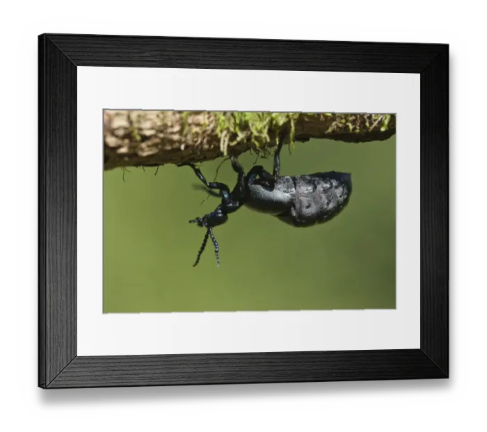 Framed Print : Oil Beetle (Meloe proscarabaeus). Powerstock Common, Dorset, England, UK, April Framed Print : Oil Beetle (Meloe proscarabaeus). Powerstock Common, Dorset, England, UK, April