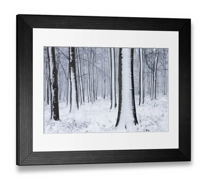 Framed Print : Snow-covered Beech (Fagus sylvatica) woodland. West Woods, Compton Abbas, Dorset Framed Print : Snow-covered Beech (Fagus sylvatica) woodland. West Woods, Compton Abbas, Dorset