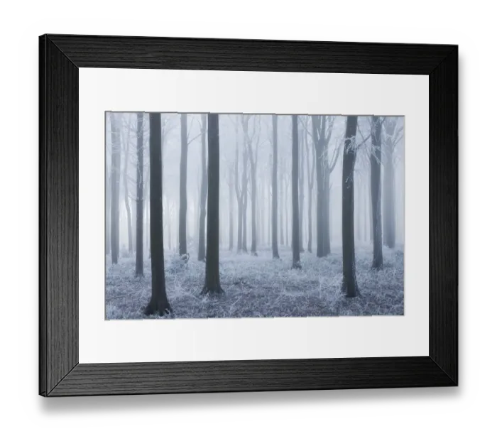 Framed Print : Beech (Fagus sylvatica) woodland in mist and frost. West Woods, Compton Abbas, Dorset Framed Print : Beech (Fagus sylvatica) woodland in mist and frost. West Woods, Compton Abbas, Dorset