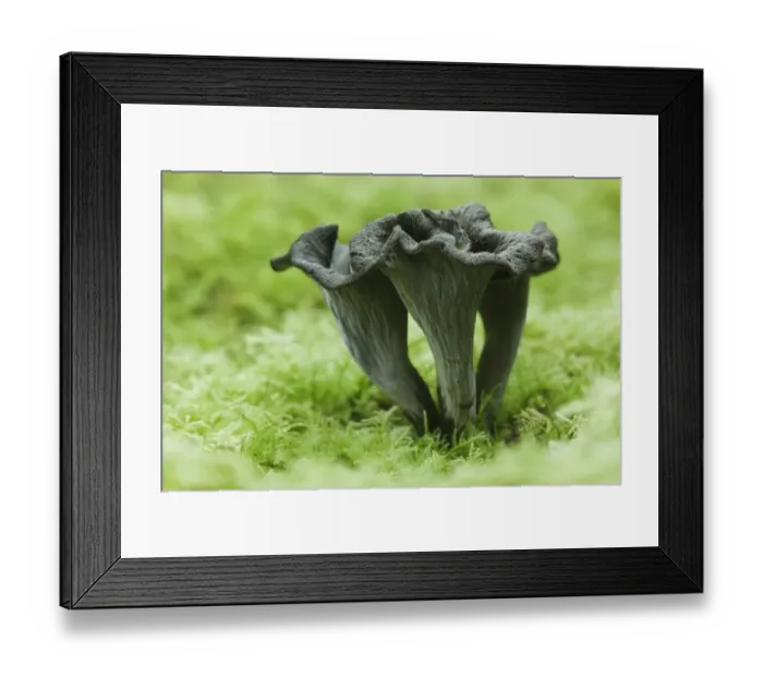 Framed Print : Horn of Plenty  /  Black Chanterelle (Craterellus cornucopioides) mushroom. Ebernoe Common