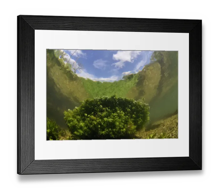 Framed Print : River Itchen, with aquatic plants reflected in the surface. Blunt-fruited Water-starwort Framed Print : River Itchen, with aquatic plants reflected in the surface. Blunt-fruited Water-starwort