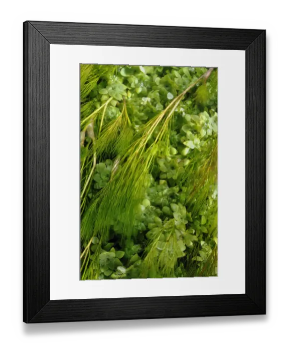 Framed Print : Aquatic plants in River Itchen: Blunt-fruited Water-starwort (Callitriche obtusangula) Framed Print : Aquatic plants in River Itchen: Blunt-fruited Water-starwort (Callitriche obtusangula)