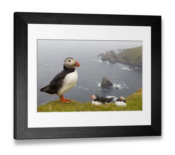 Framed Print : Atlantic Puffin (Fratercula artica) adults on breeding cliffs. Hermaness NNR, Shetland Framed Print : Atlantic Puffin (Fratercula artica) adults on breeding cliffs. Hermaness NNR, Shetland