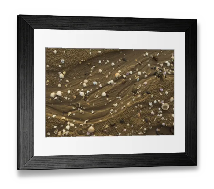 Framed Print : Close-up of shells on tide line. Sandyhills Bay, Solway Firth, Dumfries and Galloway Framed Print : Close-up of shells on tide line. Sandyhills Bay, Solway Firth, Dumfries and Galloway