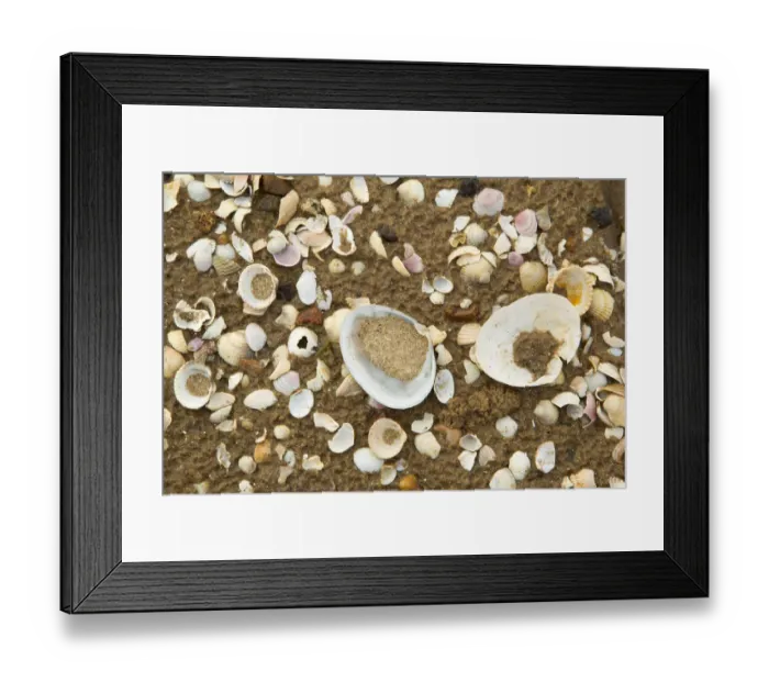 Framed Print : Close-up of shells on tide line. Sandyhills Bay, Solway Firth, Dumfries and Galloway Framed Print : Close-up of shells on tide line. Sandyhills Bay, Solway Firth, Dumfries and Galloway