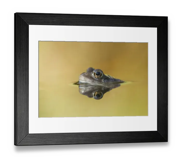 Framed Print : Common frog (Rana temporaria) in garden pond, Warwickshire, England, UK, March Framed Print : Common frog (Rana temporaria) in garden pond, Warwickshire, England, UK, March