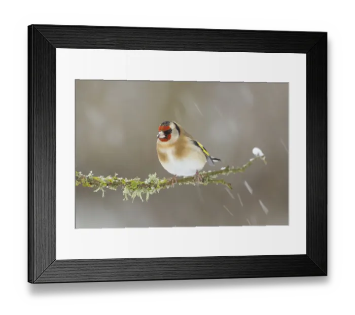 Framed Print : Goldfinch (Carduelis carduelis) perched on branch in snow, Scotland, UK, December Framed Print : Goldfinch (Carduelis carduelis) perched on branch in snow, Scotland, UK, December