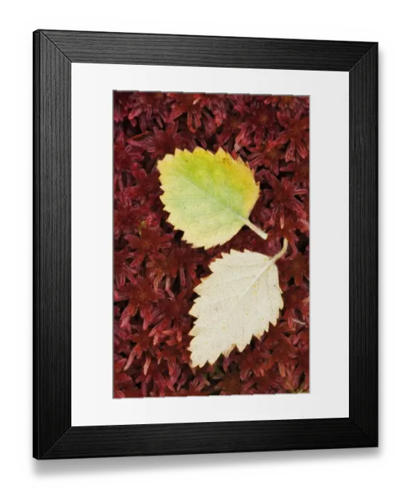 Framed Print : Fallen Silver Birch (Betula pendula) leaves on Sphagnum Moss (Sphagnum capillifolium) Framed Print : Fallen Silver Birch (Betula pendula) leaves on Sphagnum Moss (Sphagnum capillifolium)