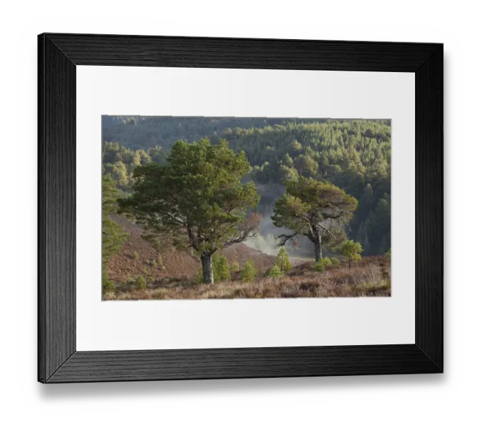 Framed Print : Scots Pines (Pinus sylvestris) on moorland. Abernethy NNR, Cairngorms National Park Framed Print : Scots Pines (Pinus sylvestris) on moorland. Abernethy NNR, Cairngorms National Park