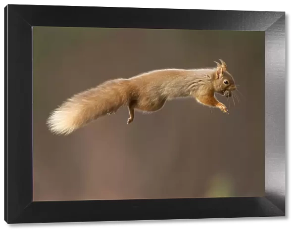 Red squirrel (Sciurus vulgaris) jumping with nut in mouth, Cairngorms National Park