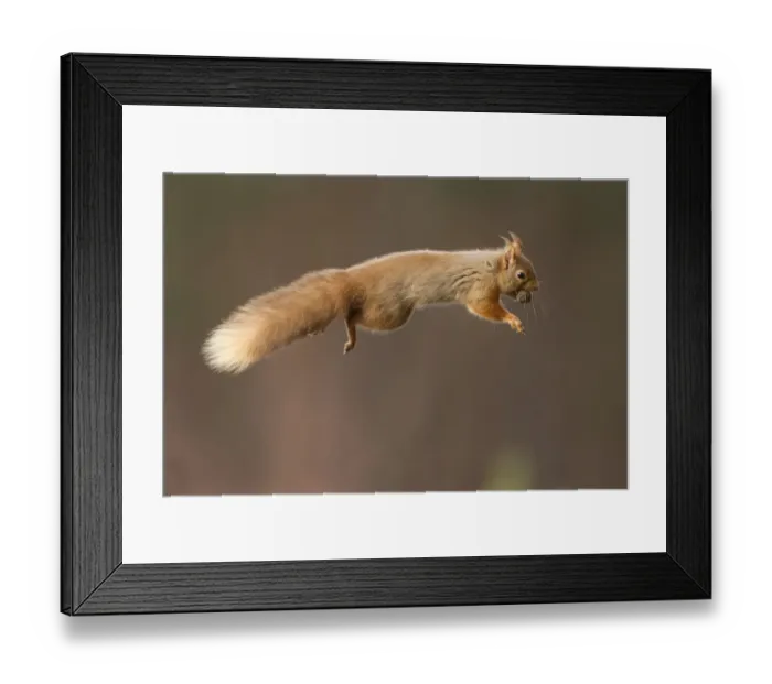 Framed Print : Red squirrel (Sciurus vulgaris) jumping with nut in mouth, Cairngorms National Park Framed Print : Red squirrel (Sciurus vulgaris) jumping with nut in mouth, Cairngorms National Park