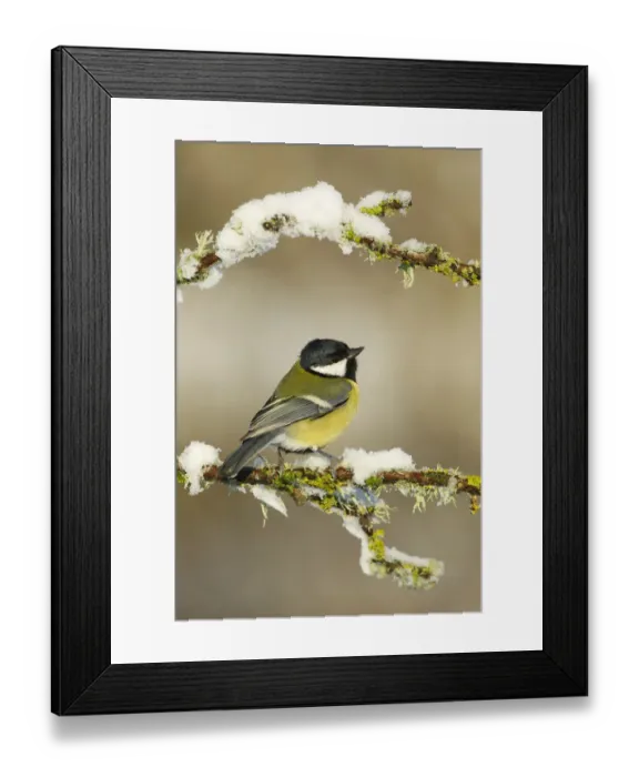 Framed Print : Great tit (Parus major) perched on branch in snow, Scotland, UK, December Framed Print : Great tit (Parus major) perched on branch in snow, Scotland, UK, December