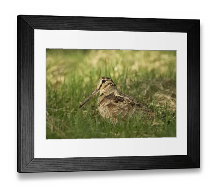 Framed Print : Woodcock (Scolopax rusticola) adult in spring, Scotland, UK, April Framed Print : Woodcock (Scolopax rusticola) adult in spring, Scotland, UK, April