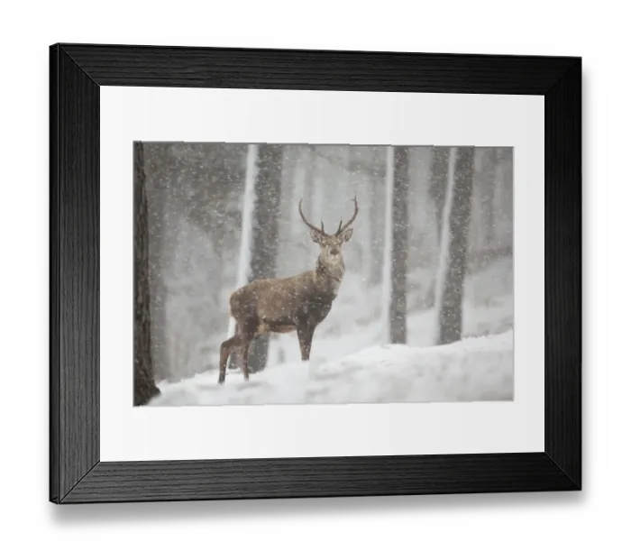 Framed Print : Red deer (Cervus elaphus) in heavy snowfall, Cairngorms National Park, Scotland Framed Print : Red deer (Cervus elaphus) in heavy snowfall, Cairngorms National Park, Scotland