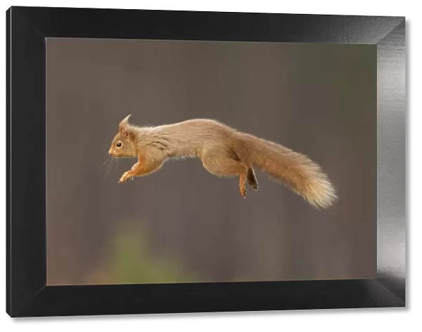 RF- Red squirrel (Sciurus vulgaris) jumping