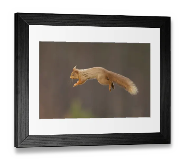 Framed Print : RF- Red squirrel (Sciurus vulgaris) jumping Framed Print : RF- Red squirrel (Sciurus vulgaris) jumping