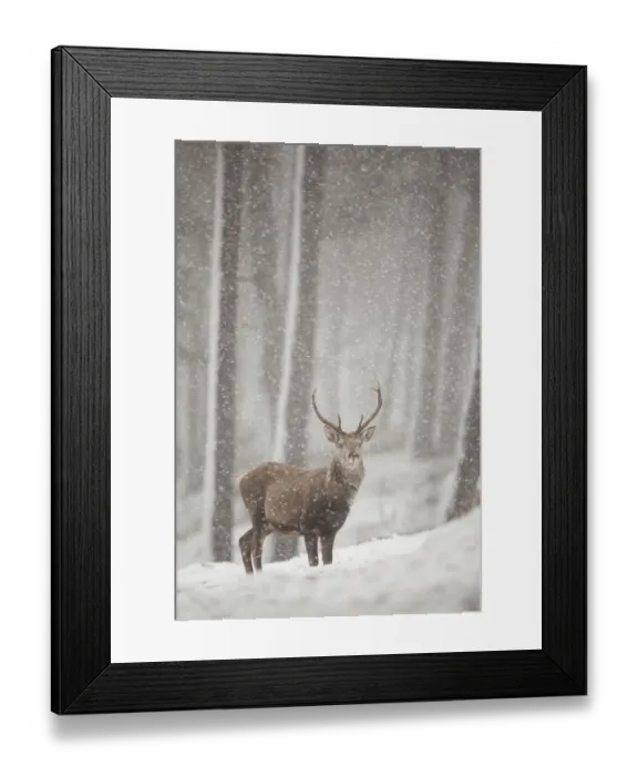 Framed Print : Red deer (Cervus elaphus) in heavy snowfall, Cairngorms National Park, Scotland Framed Print : Red deer (Cervus elaphus) in heavy snowfall, Cairngorms National Park, Scotland