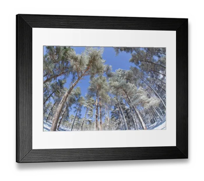 Framed Print : Forest of scots pine after heavy snowfall, Cairngorms National Park, Scotland, March 2012 Framed Print : Forest of scots pine after heavy snowfall, Cairngorms National Park, Scotland, March 2012
