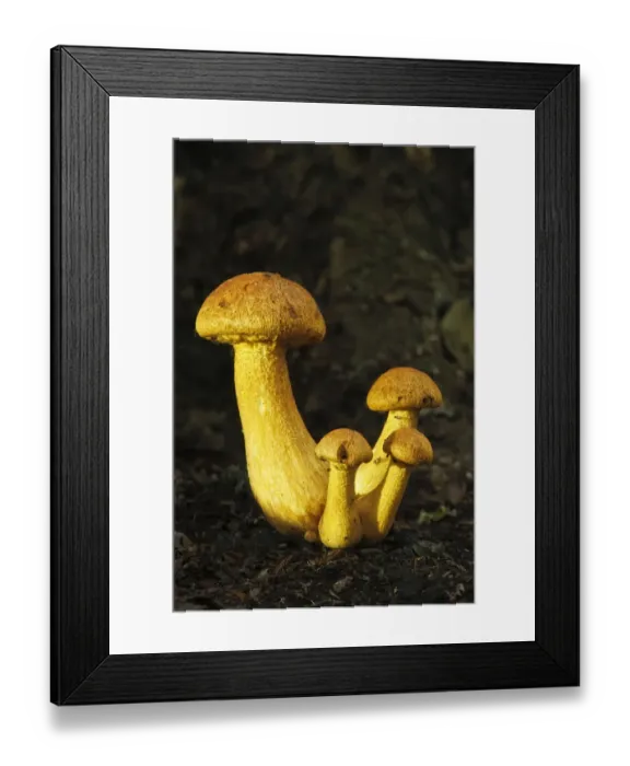 Framed Print : Spectacular Rustgill (Gymnopilus junonius) mushrooms. Ebernoe Common, West Sussex Framed Print : Spectacular Rustgill (Gymnopilus junonius) mushrooms. Ebernoe Common, West Sussex