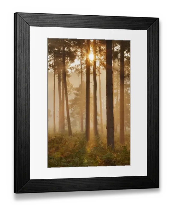 Framed Print : Sunrise in coniferous woodland. Gore Heath, Dorset, England, UK, September Framed Print : Sunrise in coniferous woodland. Gore Heath, Dorset, England, UK, September