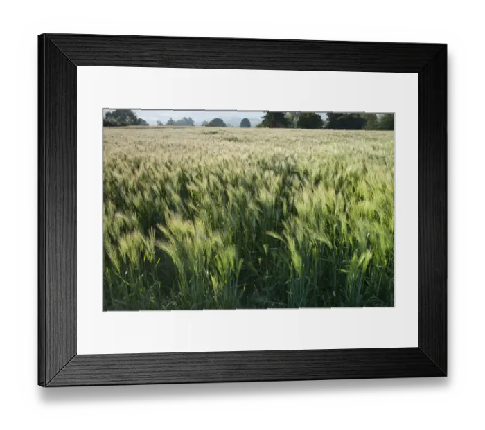 Framed Print : Barley field, Haregill Lodge Farm, Ellingstring, North Yorkshire, England, UK, June Framed Print : Barley field, Haregill Lodge Farm, Ellingstring, North Yorkshire, England, UK, June